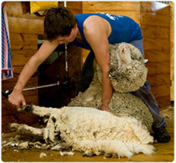 320w Electric Sheep Shearing Machine