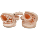 Male And Female Catheter Anatomy Model Set