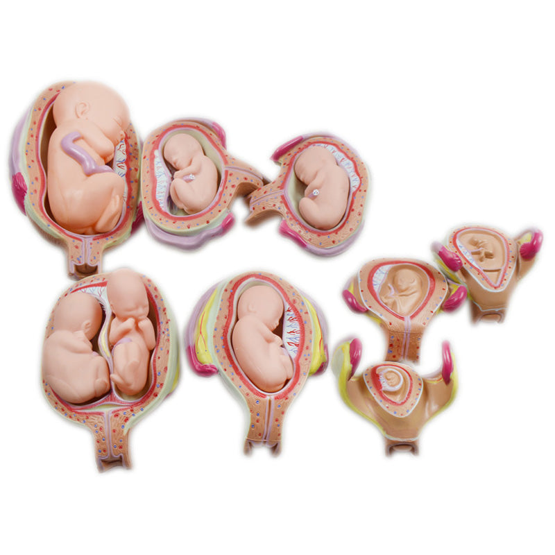 8 PCS Human Anatomical Embryonic Development