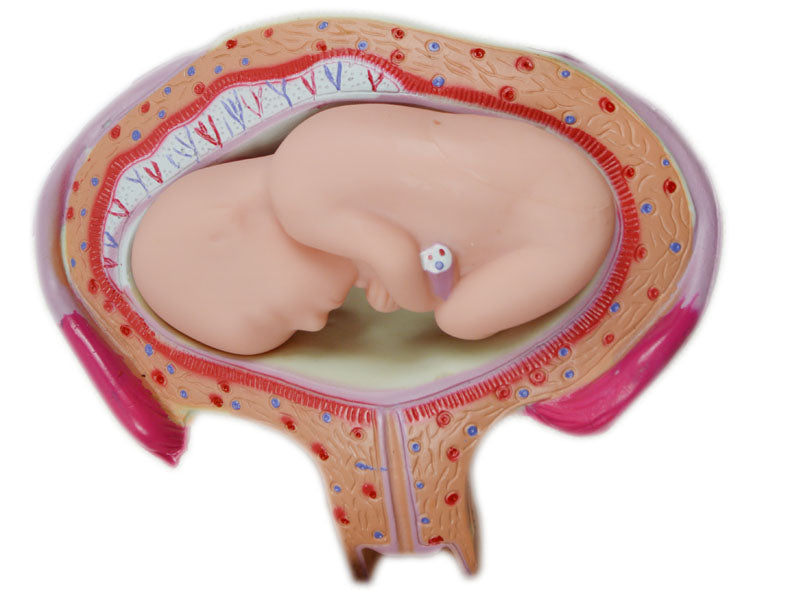 8 PCS Human Anatomical Embryonic Development