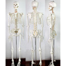 Medical Anatomical Human Skeleton Model