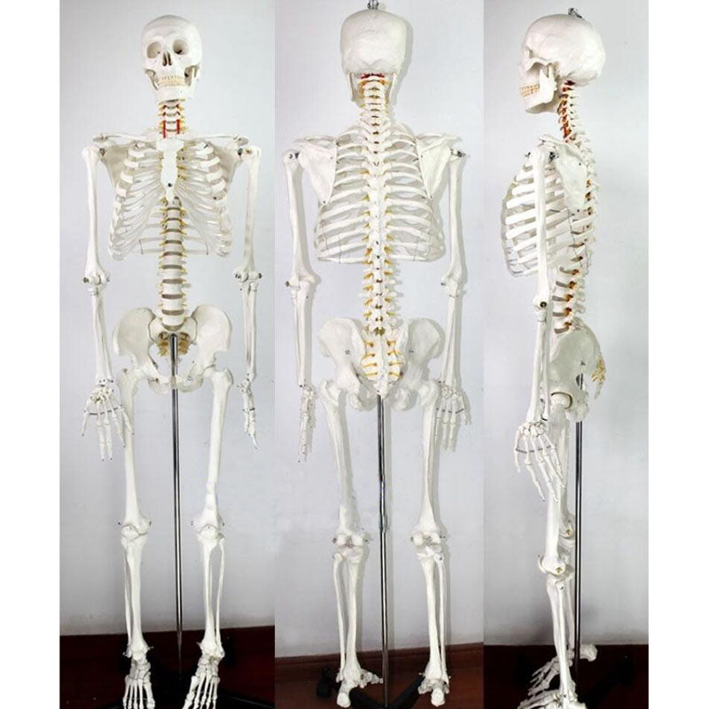 Medical Anatomical Human Skeleton Model