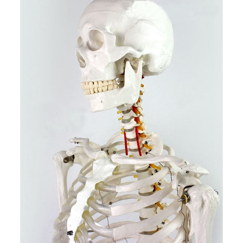 Affichage de formation d'infirmière de modèle de squelette humain anatomique médical 