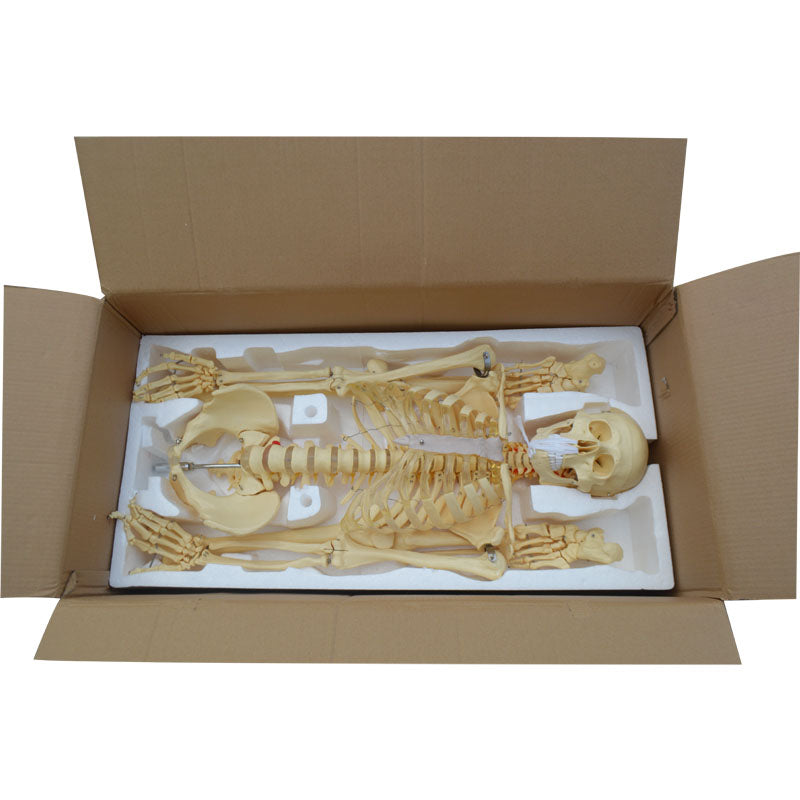 Affichage de formation d'infirmière de modèle de squelette humain anatomique médical 