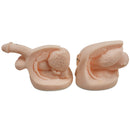 Male And Female Catheter Anatomy Model Set