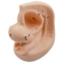 Male And Female Catheter Anatomy Model Set