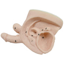 Male And Female Catheter Anatomy Model Set